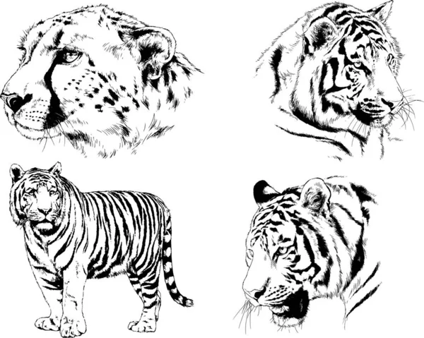 Conjunto Dibujos Vectoriales Sobre Tema Los Depredadores Tigres Dibujan Mano — Vector de stock