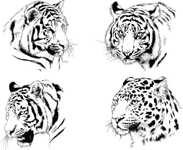 Ensemble Dessins Vectoriels Sur Thème Des Prédateurs Tigres Sont Dessinés — Image vectorielle