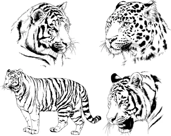 Set Vector Drawings Theme Predators Tigers Drawn Hand Ink Tattoo — Stock Vector