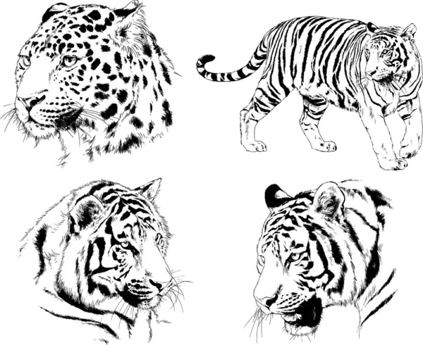 Set Vector Drawings Theme Predators Tigers Drawn Hand Ink Tattoo — Stock Vector