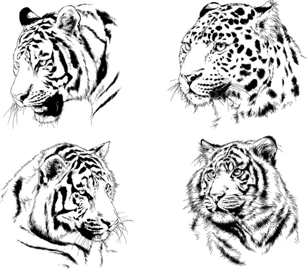 Serie Disegni Vettoriali Sul Tema Dei Predatori Tigri Sono Disegnati — Vettoriale Stock