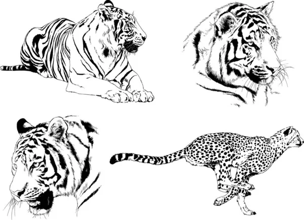 Set Desene Vectoriale Tema Prădătorilor Tigrii Sunt Desenați Manual Logo — Vector de stoc