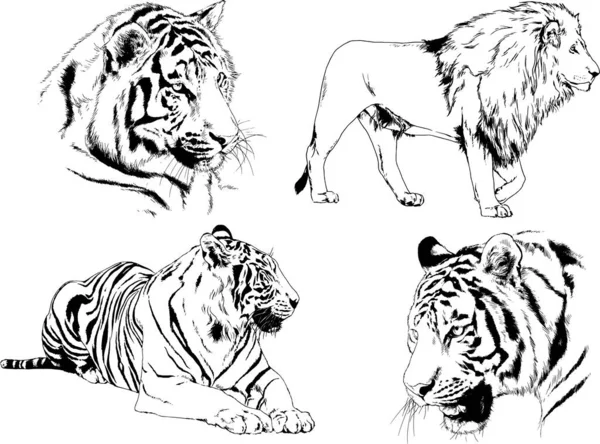 Set Vector Drawings Theme Predators Tigers Drawn Hand Ink Tattoo — Stock Vector