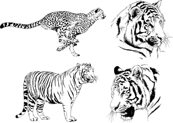 Set Vector Drawings Theme Predators Tigers Drawn Hand Ink Tattoo — Stock Vector