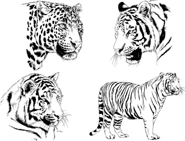 Joukko Vektorin Piirustukset Teema Saalistajat Tiikerit Piirretään Käsin Musteella Tatuointi — vektorikuva
