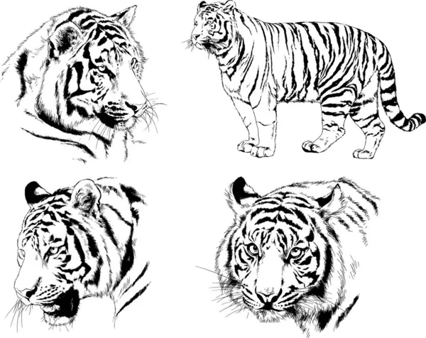 Conjunto Dibujos Vectoriales Sobre Tema Los Depredadores Tigres Dibujan Mano — Vector de stock