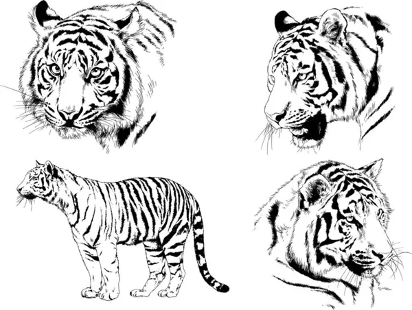 Ensemble Dessins Vectoriels Sur Thème Des Prédateurs Tigres Sont Dessinés — Image vectorielle