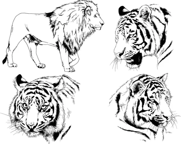 Conjunto Dibujos Vectoriales Sobre Tema Los Depredadores Tigres Dibujan Mano — Vector de stock