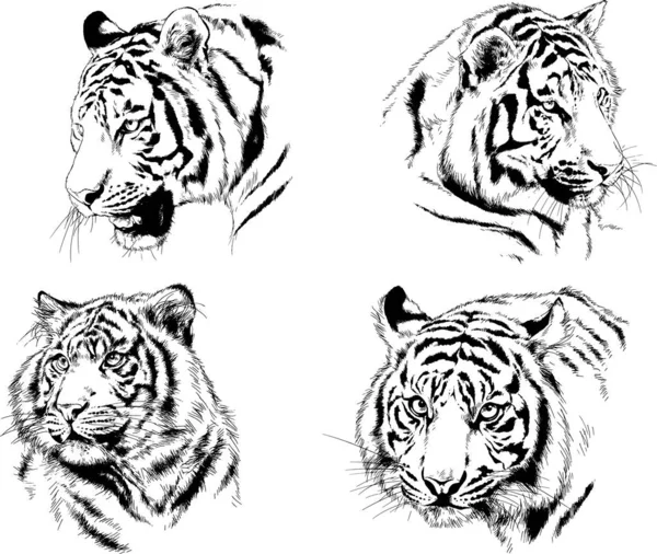 Conjunto Dibujos Vectoriales Sobre Tema Los Depredadores Tigres Dibujan Mano — Vector de stock