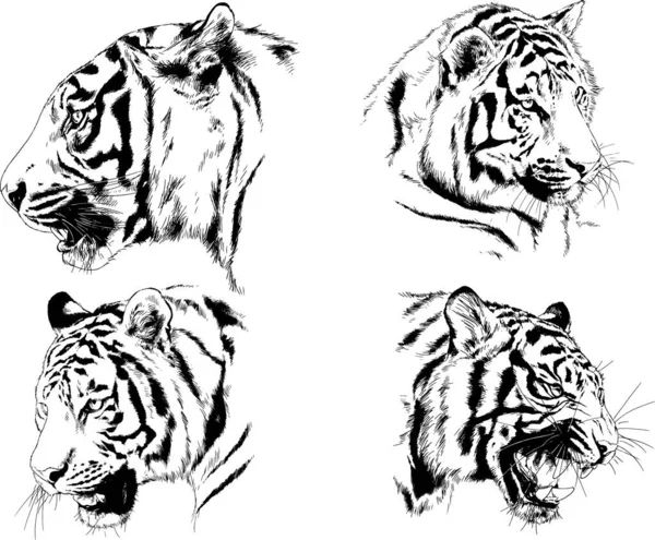 Conjunto Dibujos Vectoriales Sobre Tema Los Depredadores Tigres Dibujan Mano — Vector de stock