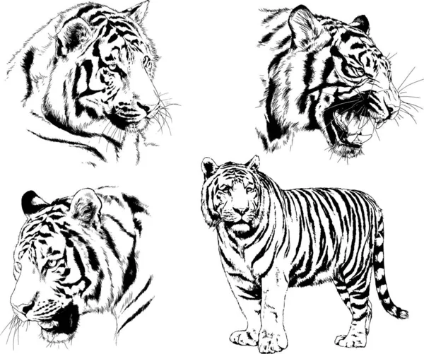 Set Vector Drawings Theme Predators Tigers Drawn Hand Ink Tattoo — Stock Vector