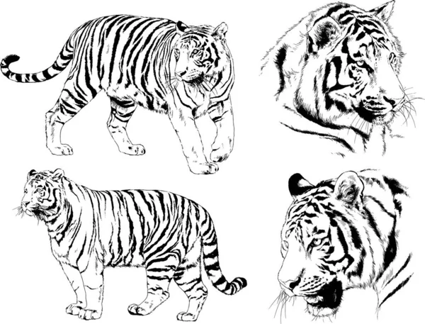Conjunto Desenhos Vetoriais Sobre Tema Tigres Predadores São Desenhados Mão —  Vetores de Stock
