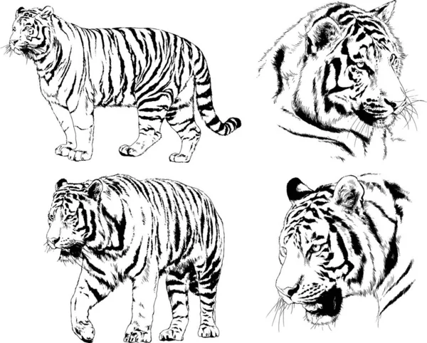 Conjunto Dibujos Vectoriales Sobre Tema Los Depredadores Tigres Dibujan Mano — Vector de stock