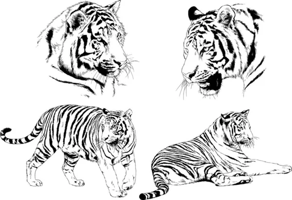Conjunto Dibujos Vectoriales Sobre Tema Los Depredadores Tigres Dibujan Mano — Vector de stock