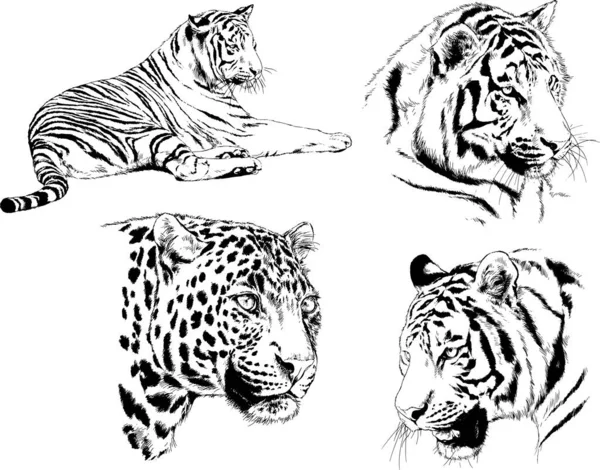 Conjunto Dibujos Vectoriales Sobre Tema Los Depredadores Tigres Dibujan Mano — Vector de stock