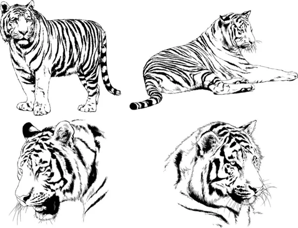 Set Vector Drawings Theme Predators Tigers Drawn Hand Ink Tattoo — Stock Vector