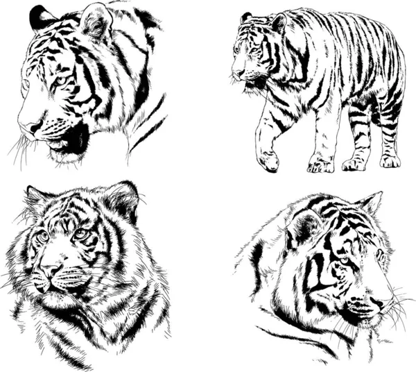 Conjunto Dibujos Vectoriales Sobre Tema Los Depredadores Tigres Dibujan Mano — Vector de stock