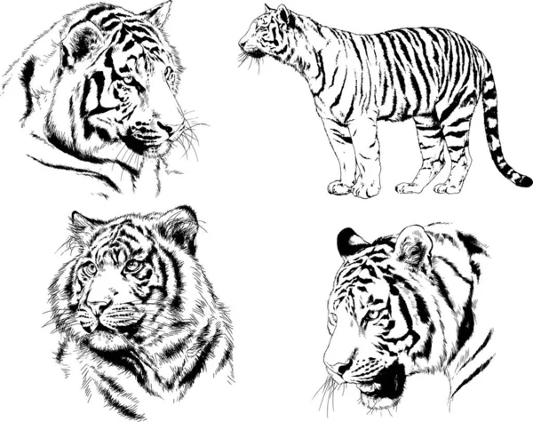 Conjunto Dibujos Vectoriales Sobre Tema Los Depredadores Tigres Dibujan Mano — Vector de stock