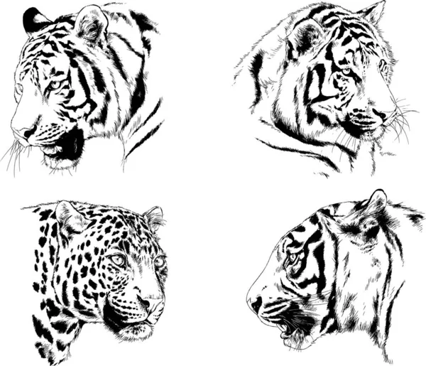 Serie Disegni Vettoriali Sul Tema Dei Predatori Tigri Sono Disegnati — Vettoriale Stock