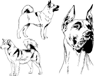vektör çizim cins köpekler mürekkeple elle çizilmiş raflar içinde skeçler, arka plan ile obje