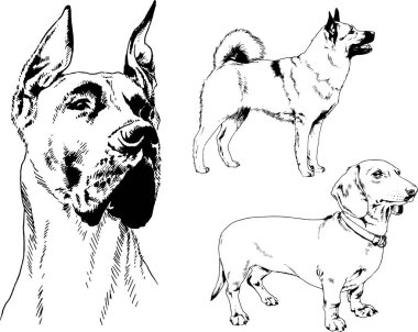 vektör çizim cins köpekler mürekkeple elle çizilmiş raflar içinde skeçler, arka plan ile obje
