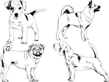vektör çizim cins köpekler mürekkeple elle çizilmiş raflar içinde skeçler, arka plan ile obje