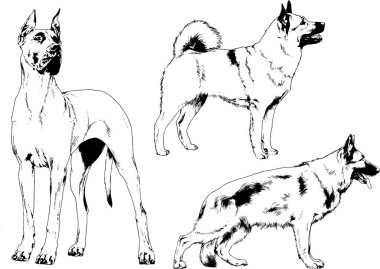 vektör çizim cins köpekler mürekkeple elle çizilmiş raflar içinde skeçler, arka plan ile obje