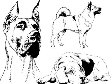 vektör çizim cins köpekler mürekkeple elle çizilmiş raflar içinde skeçler, arka plan ile obje