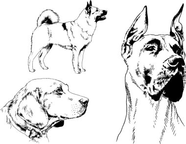 vektör çizim cins köpekler mürekkeple elle çizilmiş raflar içinde skeçler, arka plan ile obje