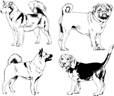vektör çizim cins köpekler mürekkeple elle çizilmiş raflar içinde skeçler, arka plan ile obje