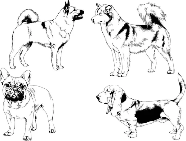 矢量绘图在用墨水绘制的衣架上的系谱犬 没有背景的对象 — 图库矢量图片