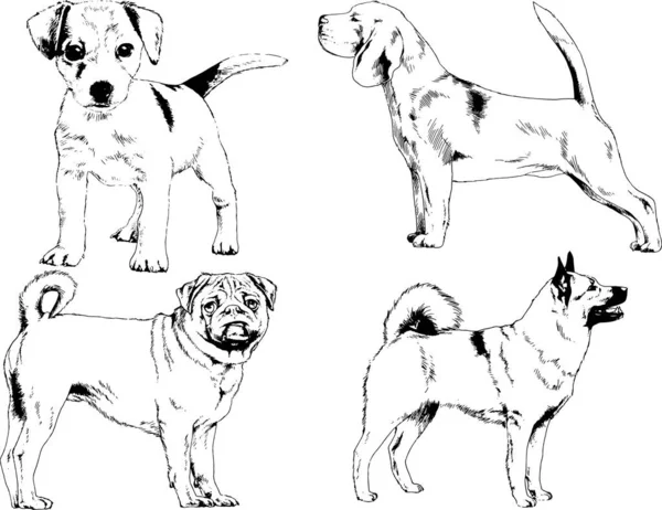 Dibujos Vectoriales Bocetos Pedigrí Perros Los Bastidores Dibujados Tinta Mano — Vector de stock