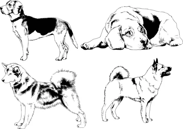 Desenhos Vetoriais Esboça Cães Pedigree Nas Prateleiras Desenhadas Tinta Mão — Vetor de Stock