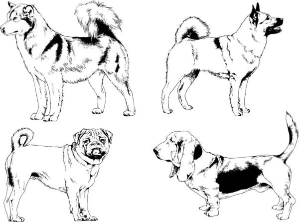 Desenhos Vetoriais Esboça Cães Pedigree Nas Prateleiras Desenhadas Tinta Mão —  Vetores de Stock