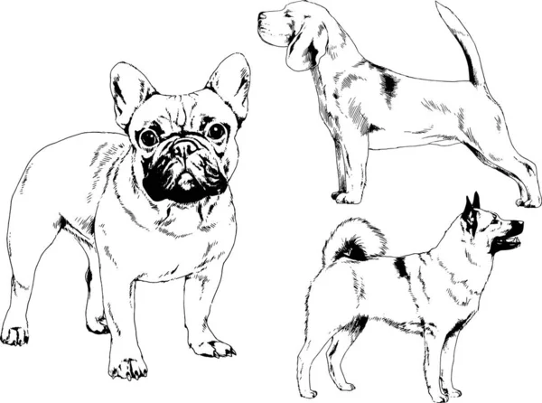 Desenhos Vetoriais Esboça Cães Pedigree Nas Prateleiras Desenhadas Tinta Mão — Vetor de Stock