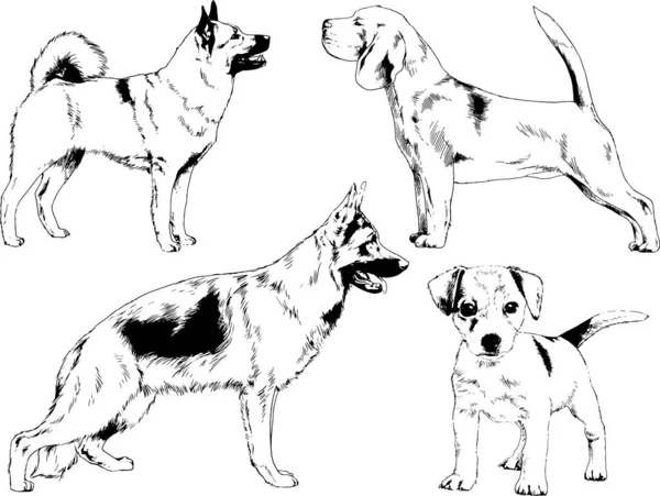 Desenhos Vetoriais Esboça Cães Pedigree Nas Prateleiras Desenhadas Tinta Mão — Vetor de Stock