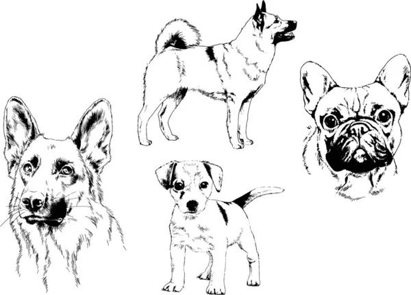 Desenhos Vetoriais Esboça Cães Pedigree Nas Prateleiras Desenhadas Tinta Mão —  Vetores de Stock