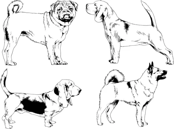 vektör çizim cins köpekler mürekkeple elle çizilmiş raflar içinde skeçler, arka plan ile obje