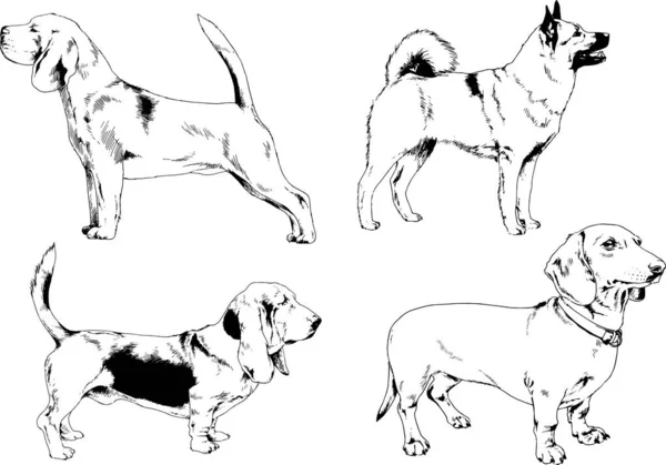 Dessins Vectoriels Croquis Chiens Pedigree Dans Les Supports Dessinés Encre — Image vectorielle