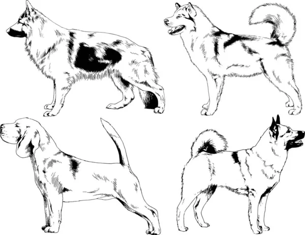 ベクター描画インクで手書きのラックの血統の犬をスケッチ 背景がないオブジェクト — ストックベクタ