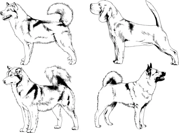 矢量绘图在用墨水绘制的衣架上的系谱犬 没有背景的对象 — 图库矢量图片