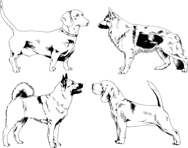 Desenhos Vetoriais Esboça Cães Pedigree Nas Prateleiras Desenhadas Tinta Mão —  Vetores de Stock