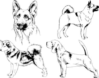 vektör çizim cins köpekler mürekkeple elle çizilmiş raflar içinde skeçler, arka plan ile obje