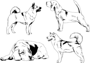 vektör çizim cins köpekler mürekkeple elle çizilmiş raflar içinde skeçler, arka plan ile obje
