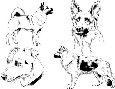 vektör çizim cins köpekler mürekkeple elle çizilmiş raflar içinde skeçler, arka plan ile obje