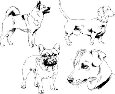 vektör çizim cins köpekler mürekkeple elle çizilmiş raflar içinde skeçler, arka plan ile obje