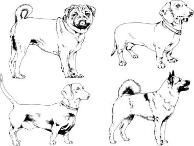 vektör çizim cins köpekler mürekkeple elle çizilmiş raflar içinde skeçler, arka plan ile obje
