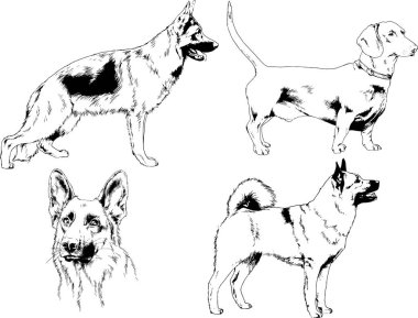 vektör çizim cins köpekler mürekkeple elle çizilmiş raflar içinde skeçler, arka plan ile obje