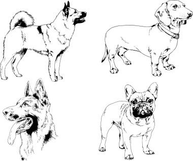 vektör çizim cins köpekler mürekkeple elle çizilmiş raflar içinde skeçler, arka plan ile obje