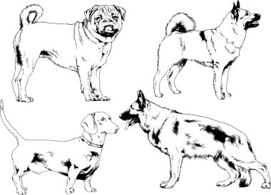 vektör çizim cins köpekler mürekkeple elle çizilmiş raflar içinde skeçler, arka plan ile obje